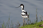 Birds : I am not a bird photographer. I am not patient enough to sit hours and hours in a bosket and wait. But when a bird comes casually close to my lens, i am ready to take some photos.