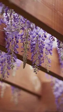 紫藤花