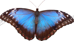 蝴蝶 【酷图网】蝴蝶,蝴蝶图腾,绚丽蝴蝶,蝴蝶手绘,蝴蝶插画,抽象蝴蝶,创意蝴蝶,蝴蝶名片,蝴蝶手提袋,创意海报,高档蝴蝶,彩色蝴蝶,金蝶,彩蝶,蜕变,蝶变,动物图腾,动物手绘