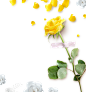 花卉剪纸 黄色玫瑰 木板背景 胶带 鲜花 png 免扣元素 ti219a10518