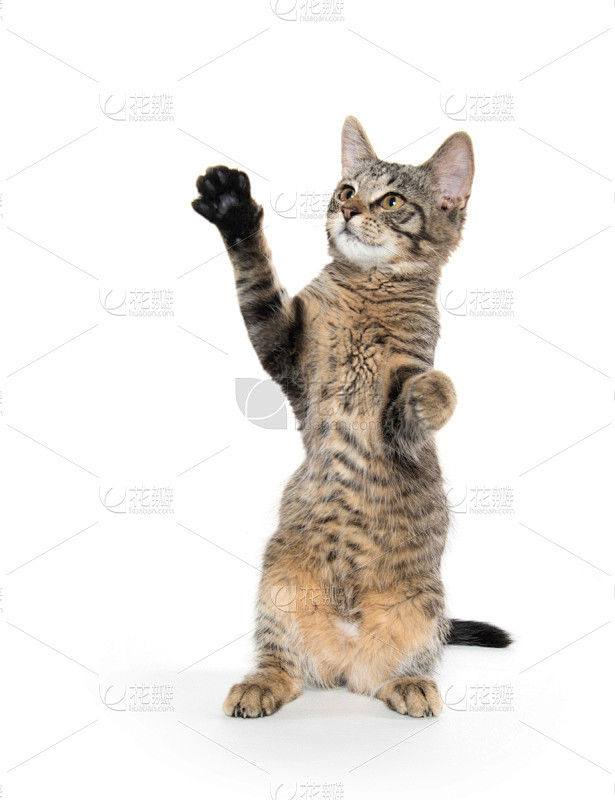 斑纹猫,可爱的,小猫,后腿站立,垂直画幅,无人,猫科动物,白色背景,幼小动物,请求