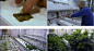 国外实验室植物种植试验植物快速生长高清实拍