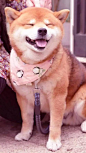 柴犬娘化_百度图片搜索