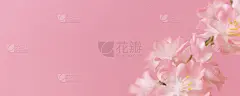 樱花和粉红色的墙