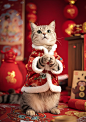 猫咪站起来，拜年，背景是纯红色的 (3)
