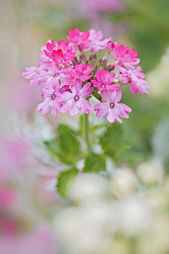 神无月浅希采集到花草 一花一世界