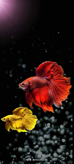 远山流水采集到水族世界