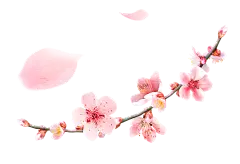 樱花 (1)