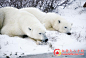 加拿大曼尼托巴省丘吉尔(Churchill)：世界的北极熊之都-旅游风景