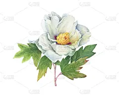 分枝花半重瓣白色牡丹与叶(牡丹suffruticosa，植物称为牡丹)。水彩手绘插图，孤立的白色背景