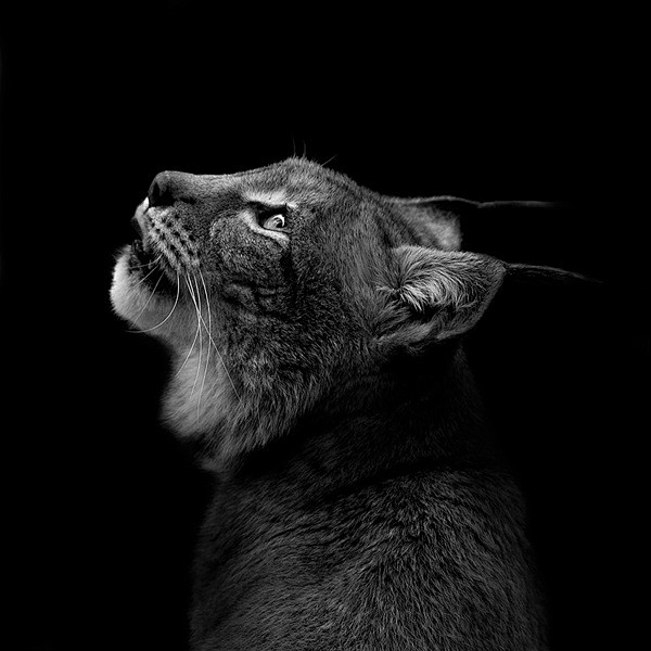 LukasHolas黑白动物肖像摄影