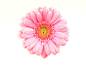 粉色菊花上的露珠图片