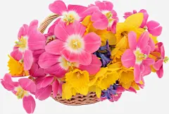 凤仙花高清素材 产品实物 凤仙花 凤仙花丛 婚礼装饰物 开花 浪漫凤仙花 盛开的凤仙花 粉色凤仙花 花丛 花开 花朵 花篮 贺卡装饰物 免抠png 设计图片 免费下载