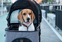 点击来源直接获取大图文件 |A relaxing cute brown beagle on a dog stroller at a public park.   