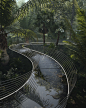 Tropical forest glass path 