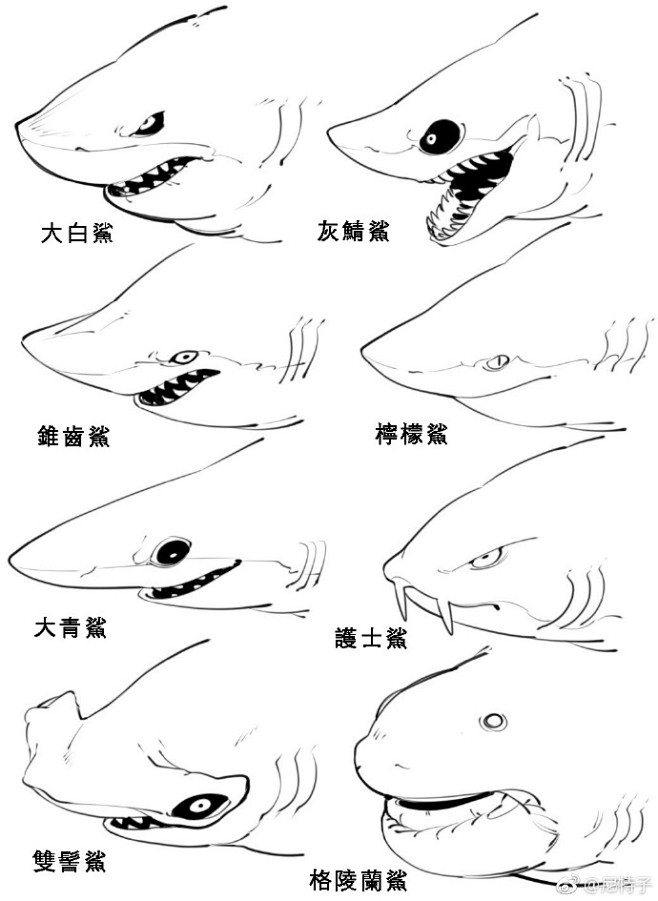 鲨鱼形态解析图片