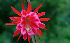 令箭荷花桌面壁纸壁纸图片 - 花卉壁纸 - 小米辣素材网_免费素材下载的素材网-集素材大全网站素材之精华