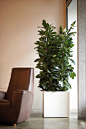 Elho Pure Square  http://www.webloom.nl