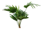 蒲葵4