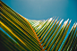 Palm Leave, by Jakob Owens | Unsplash