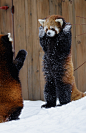 2016年2月23日消息（具体拍摄时间不详），加拿大魁北克，两只小红熊猫在雪地里玩耍，玩起了“警察与罪犯”的游戏，一只小红熊猫双手抬起，另一只则做出了“举枪”的动作。摄影师Dominic Marcoux在魁北克的Granby动物园捕捉下了这一有趣画面。(chinafotopress/CFP by 视觉中国)