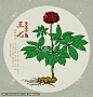 三七 三七包装 中医养生 中医文化 中草药 中草药包装插画 中药大全 人参三七 手绘三七 手绘中草药 手绘值物花草 田七