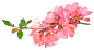 花卉 花卉PNG 花瓣 自然 清新 飘花瓣 花朵 植物 飞舞 悬浮素材 海报素材 免抠素材 透明背景 png素材 —— 1设计素材网