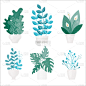 植物群,平坦的,住房,自然美,可爱的,华丽的,清新,花盆,仙人掌,花