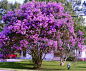 Purple crepe myrtle