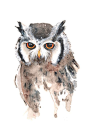 Owl Watercolor Painting