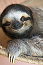 sloth: 