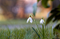 雪花莲 百合目石蒜科雪花莲属
Flowers of early spring by Ryszard Kosmala on 500px