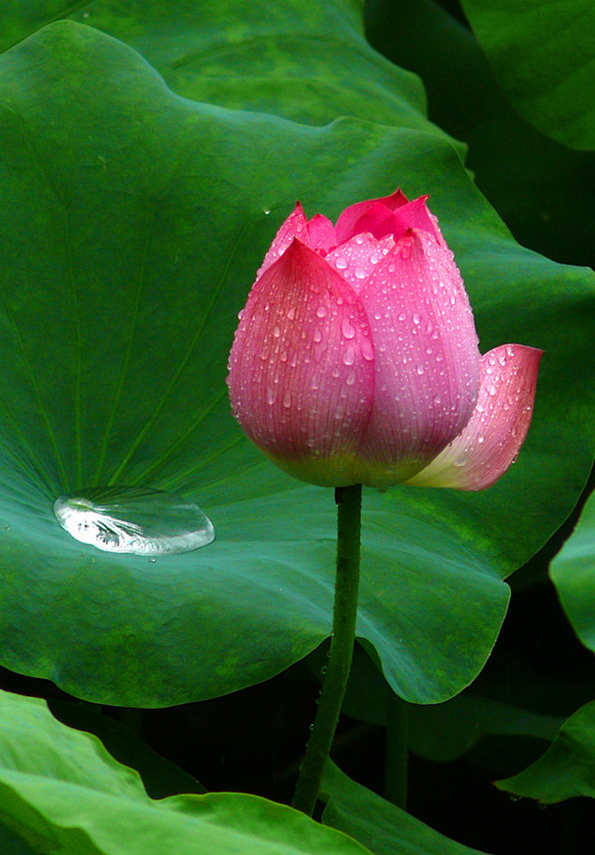 咏露珠唐韦应物