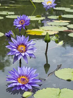 紫色,盛世莲花,自然,有机食品,纯净,垂直画幅,图像,荷花,仅一朵花,花朵