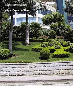 婼♛采集到地面铺装、种植实景