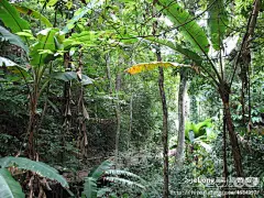 云南游记之十：西双版纳原始森林公园（一）：森林漫步:游记, 逸雨泡泡旅游攻略