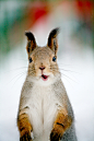 Photograph A squirrelsaur by Gleb Skrebets on 500px