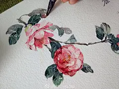 @水彩教程@新绘本  @手绘插画教程 山茶过程来一发，这次画了线稿，一起来交流学习吧#水彩#