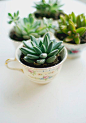 Use antique teacups and succulents to make these fun planters. #garden #succulents #diy: 