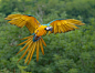 colorful bird photos