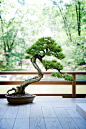 Pin by Ward Huffine on # BONSAI - collaboration | Pinterest