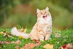 点击来源直接获取大图文件 |Little funny cat sitting outdoors in autumn