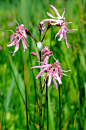 全部尺寸 | Lychnis flos cuculi (Ragged Robin) | Flickr - 相片分享！