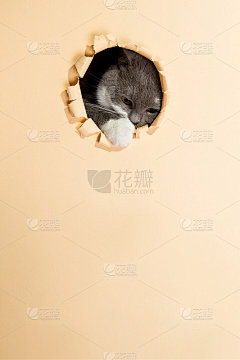 一只灰色的猫从纸上的一个洞里探出头来，模板上是黄色背景上的空白图案。副本的空间。