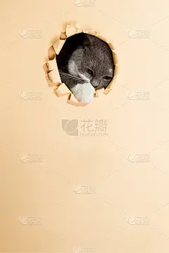 一只灰色的猫从纸上的一个洞里探出头来，模板上是黄色背景上的空白图案。副本的空间。