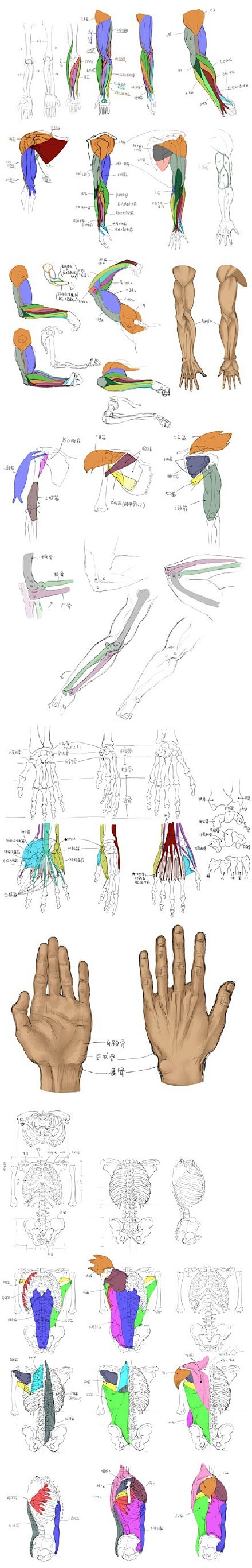 #绘画参考# 有关人体结构、手、脚、鼻子...