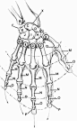 Anatomyand Structure - Drawing Hands - Joshua Nava Arts结构 struckure 内部结构 骨骼肌肉 内部解剖 人体内部分析 人体分析 动物分析 结构图 手
