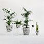 'Confetti' Concrete Planters - Fox & Ramona