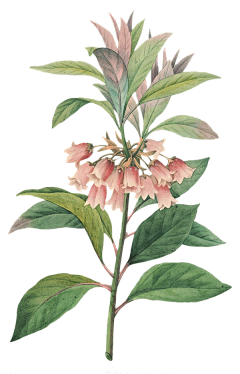 柒r采集到花png
