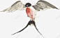 燕子高清素材 动物 燕子 鸟 元素 免抠png 设计图片 免费下载 页面网页 平面电商 创意素材